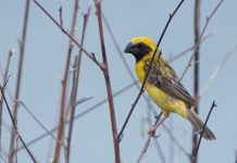 กรุงเทพ: เที่ยวทุ่ง ดูนกกระจาบทอง