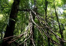 โต๊ะแดง: เรื่องเล่าจากเมืองนราธิวาส