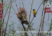 กระจาบทองสีสันแห่งท้องทุ่ง