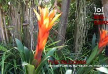 เดอะบลูมส์ออร์คิดพาร์ค – สวนกล้วยไม้ที่ดีที่สุดในประเทศไทย