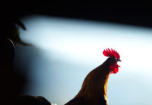 Postcards – หลายชีวิตที่บ้านจ่าโบ่