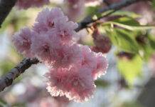 Japan: Blossoms in the snow