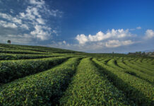 Chiang Rai: The Golden Triangle Revisited Chiang Rai Road Trip