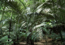 Uthai Thani: A Walk Through the Woods