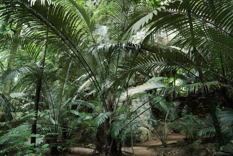 Uthai Thani: A Walk Through the Woods