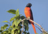 The birds are calling in Bhutan. The scarlet minivet is a small passerine bird is found in Bhutan.