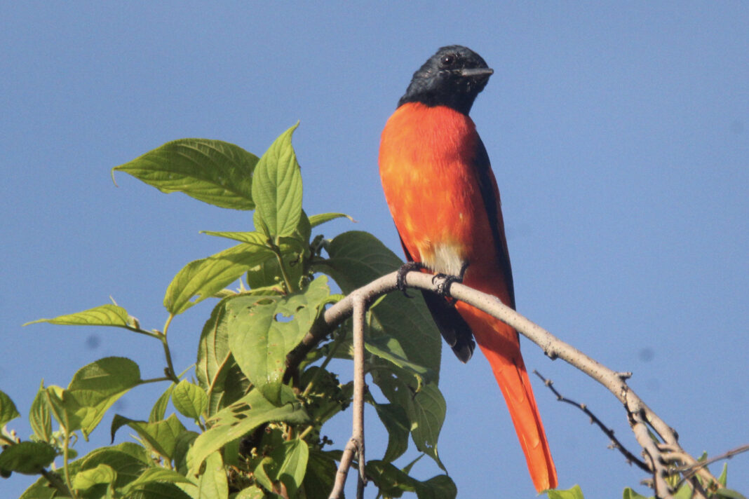The scarlet minivet is a small passerine bird is found in Bhutan.