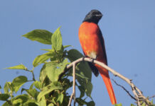 The birds are calling in Bhutan. The scarlet minivet is a small passerine bird is found in Bhutan.