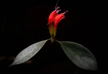 “Red Rooster’s Comb” of Phu Luang Aeschynanthus of Phu Luang Wild Life Sanctuary