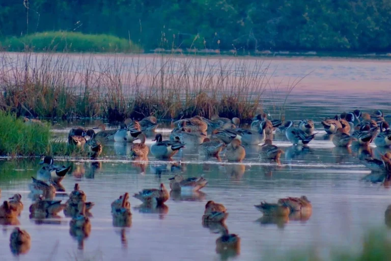 Majestic Migration