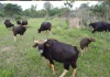 Rare Gaur Spots at Buri Ram’s Wildlife Sanctuary