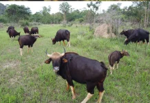 Rare Gaur Spots at Buri Ram’s Wildlife Sanctuary