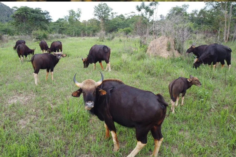 Rare Gaur Spots at Buri Ram’s Wildlife Sanctuary