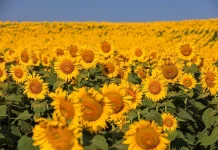 A Golden Getaway Thailand Sunflower