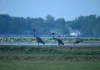 Grace in the Marsh Sarus Cranes in Buri Ram