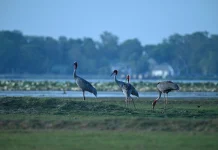 Grace in the Marsh Sarus Cranes in Buri Ram