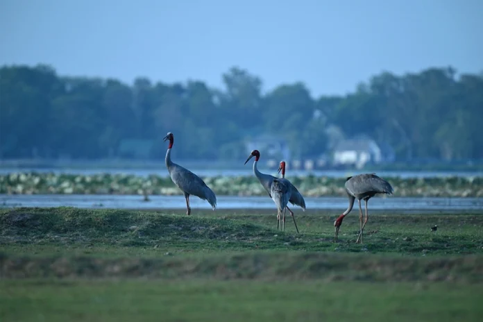 Sarus Cranes in Buri Ram