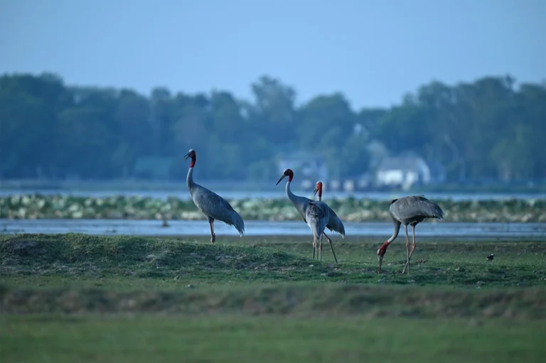 Sarus Cranes in Buri Ram