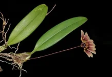 Fan of Venus: Beauty in the Mist Fan of Venus