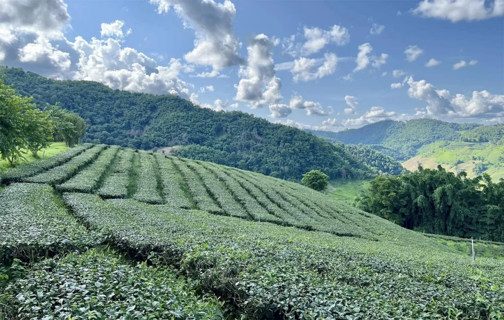 Doi Mae Salong, Chiang Rai