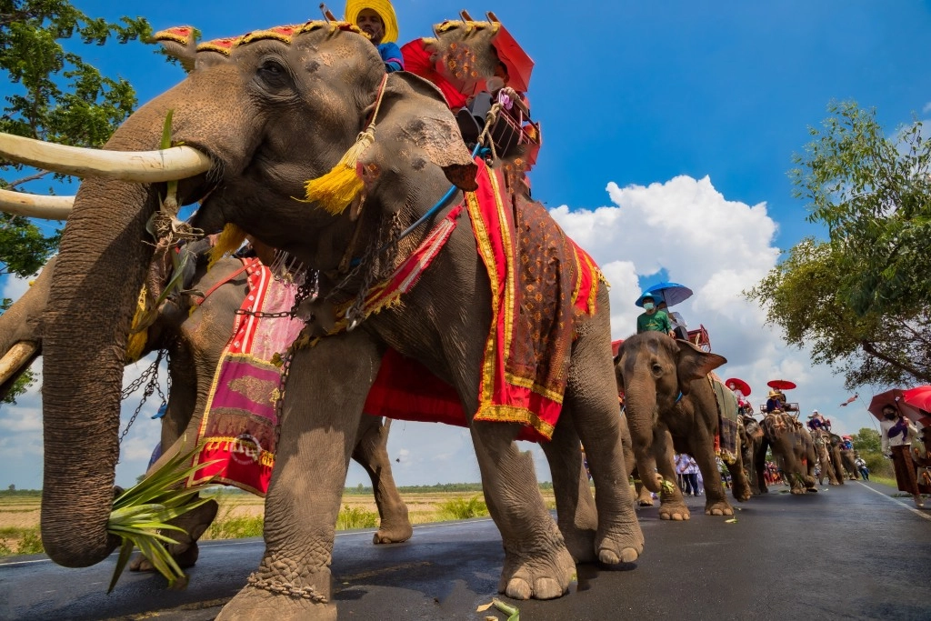 Elephant Ordination