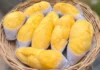 Taste the Harvest: Rayong Fruit Festival 2026 Rayong