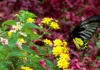 A Garden Alive with Wings Butterfly