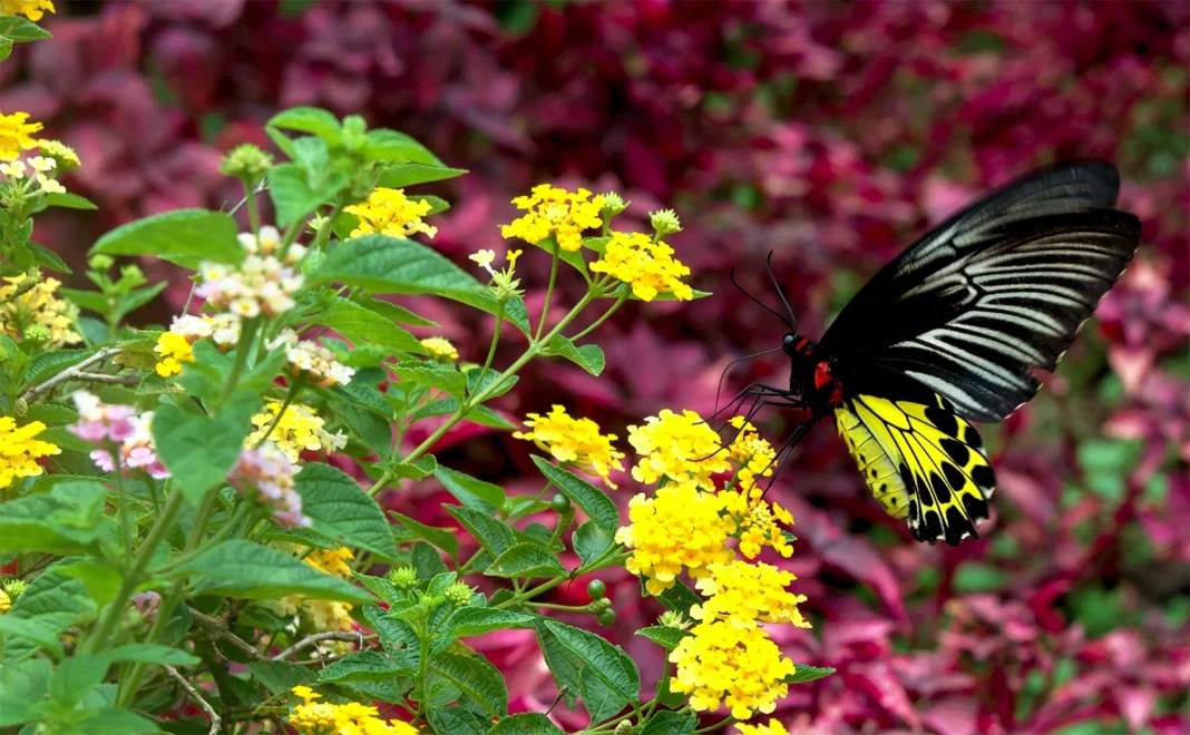 butterfly Butterfly