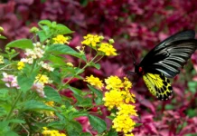 A Garden Alive with Wings Butterfly
