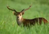 A Morning Among the Deer
